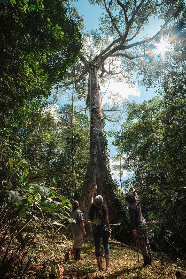 Huéspedes junto a un árbol de gran tamaño en el sendero