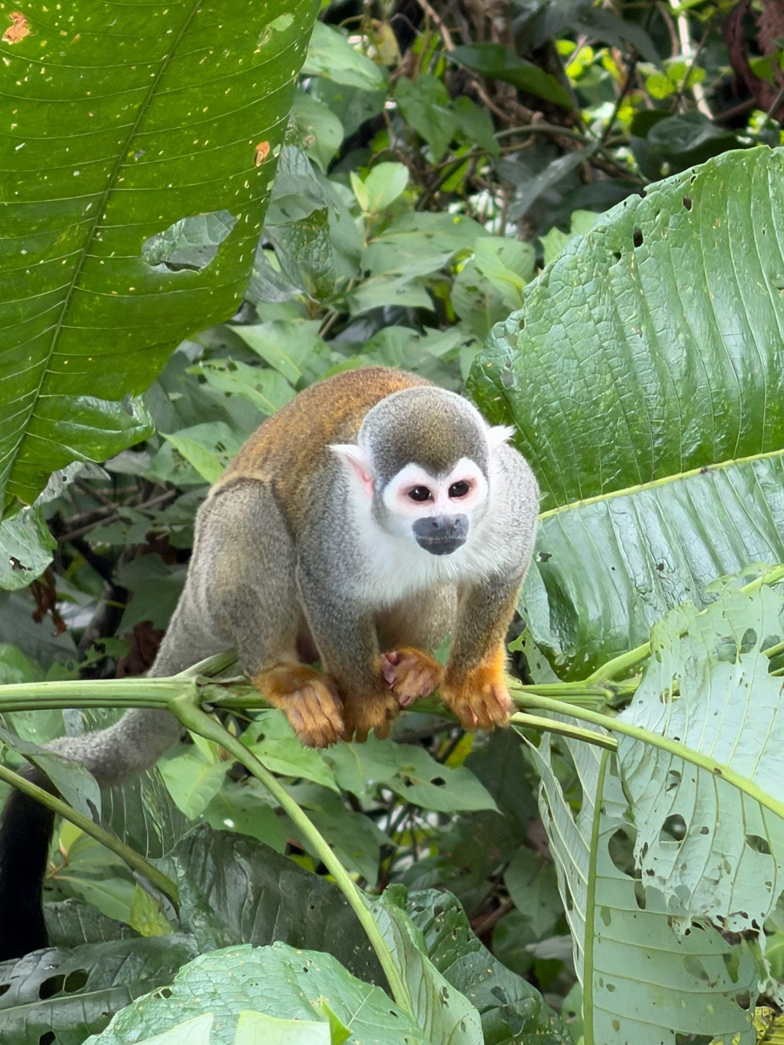 Mono ardilla sobre una rama entre hojas grandes de la selva