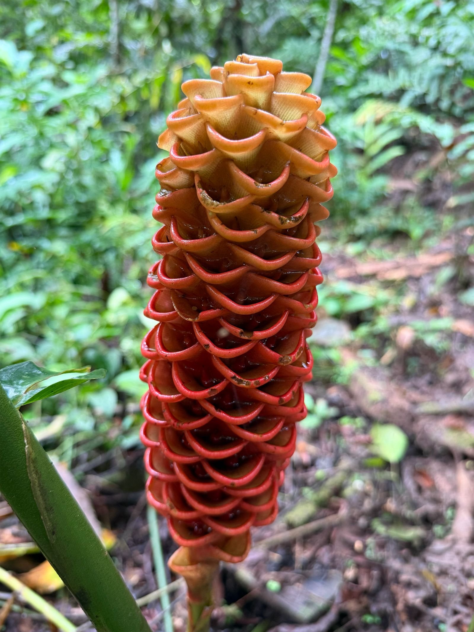 Flor roja y naranja de jengibre silvestre en el sendero