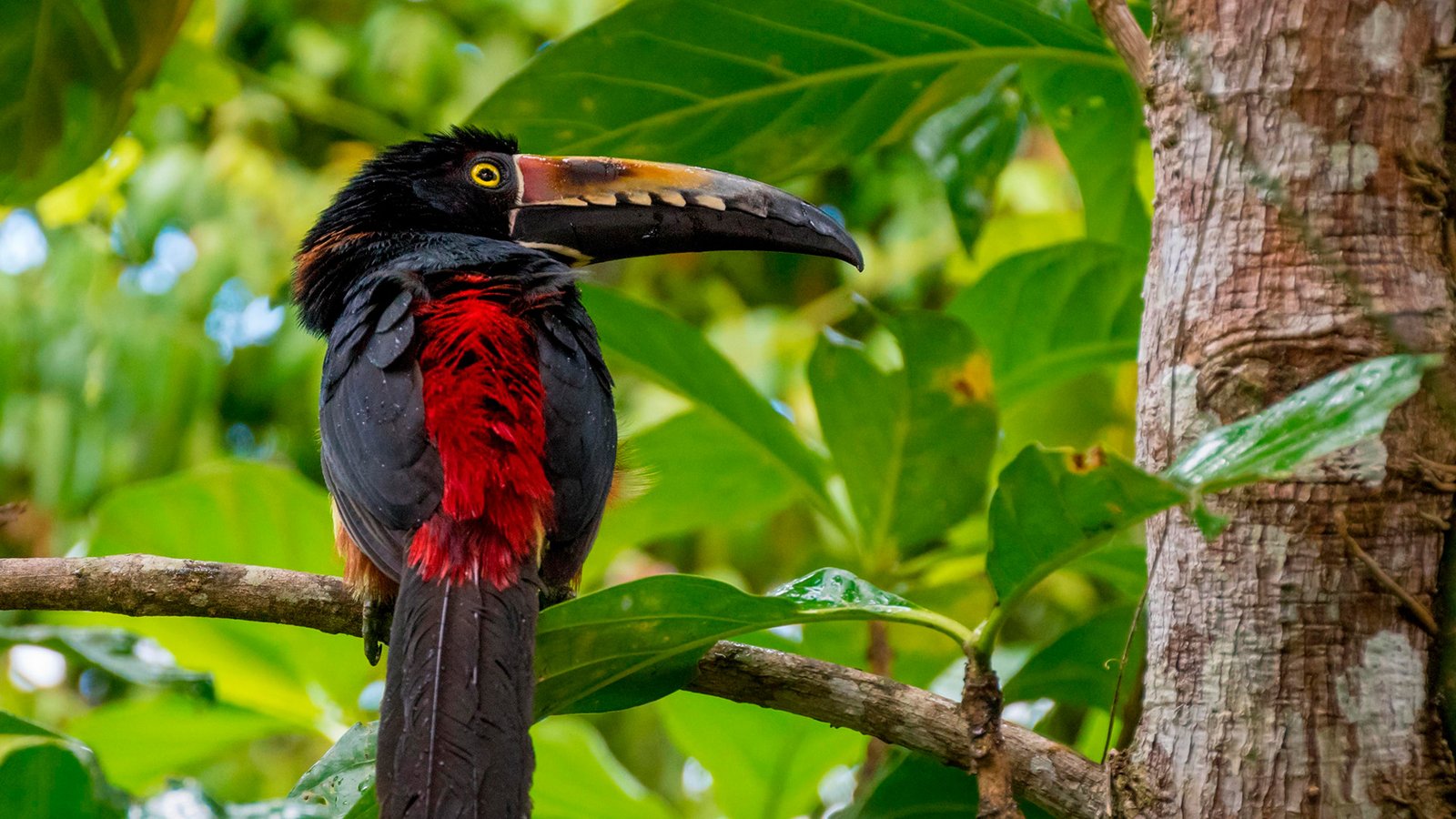 Tucancillo collarejo de pecho rojo posado en una rama