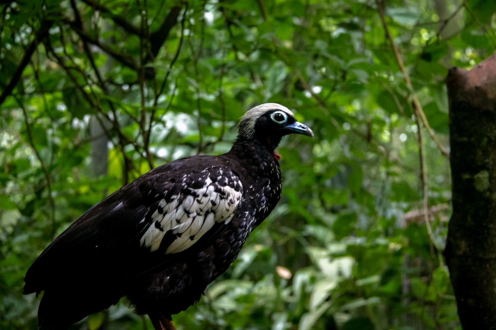 Ave de plumaje negro y blanco posada entre el follaje de la selva