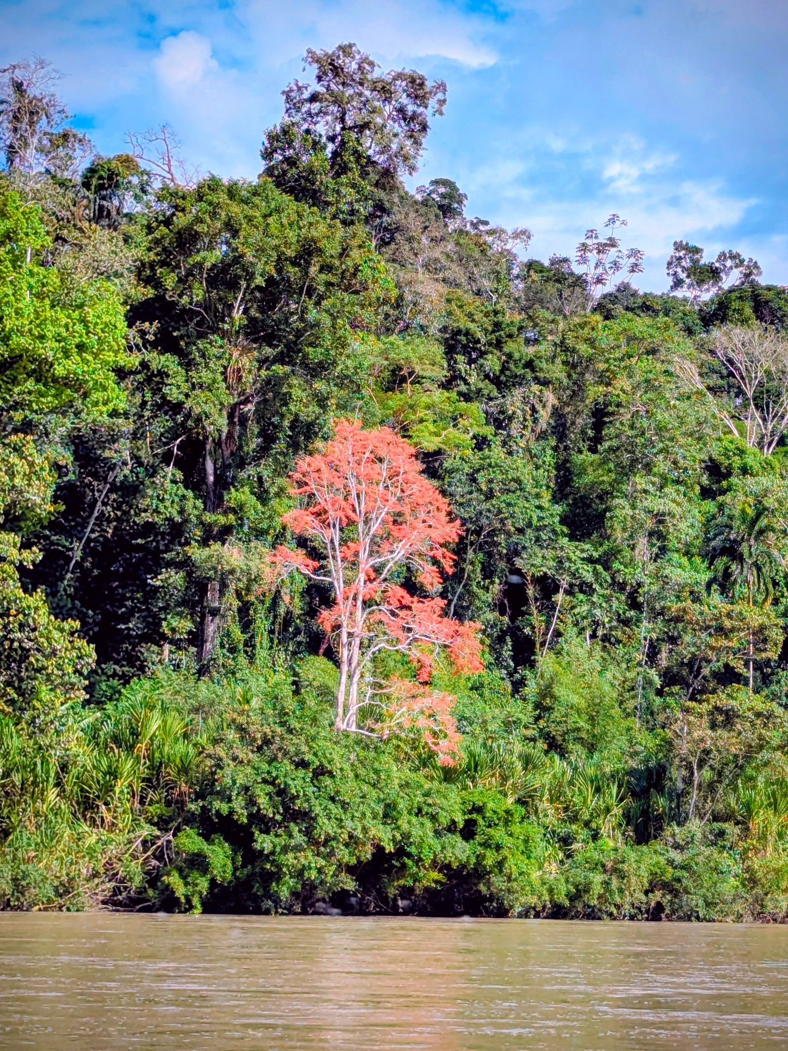 Árbol de flores rojas en la orilla del río, entre la selva