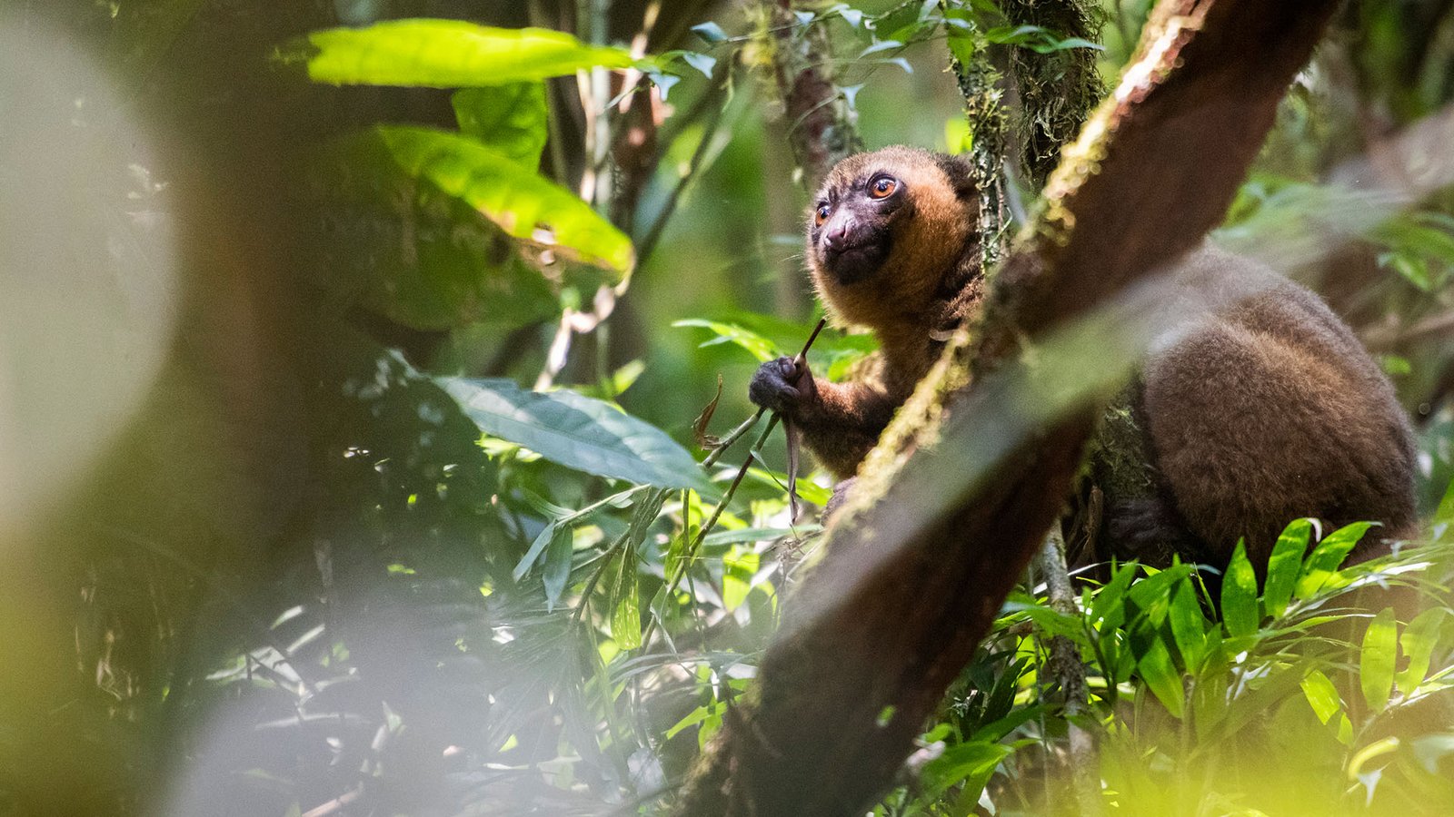 Mono lanudo comiendo entre las ramas de la selva