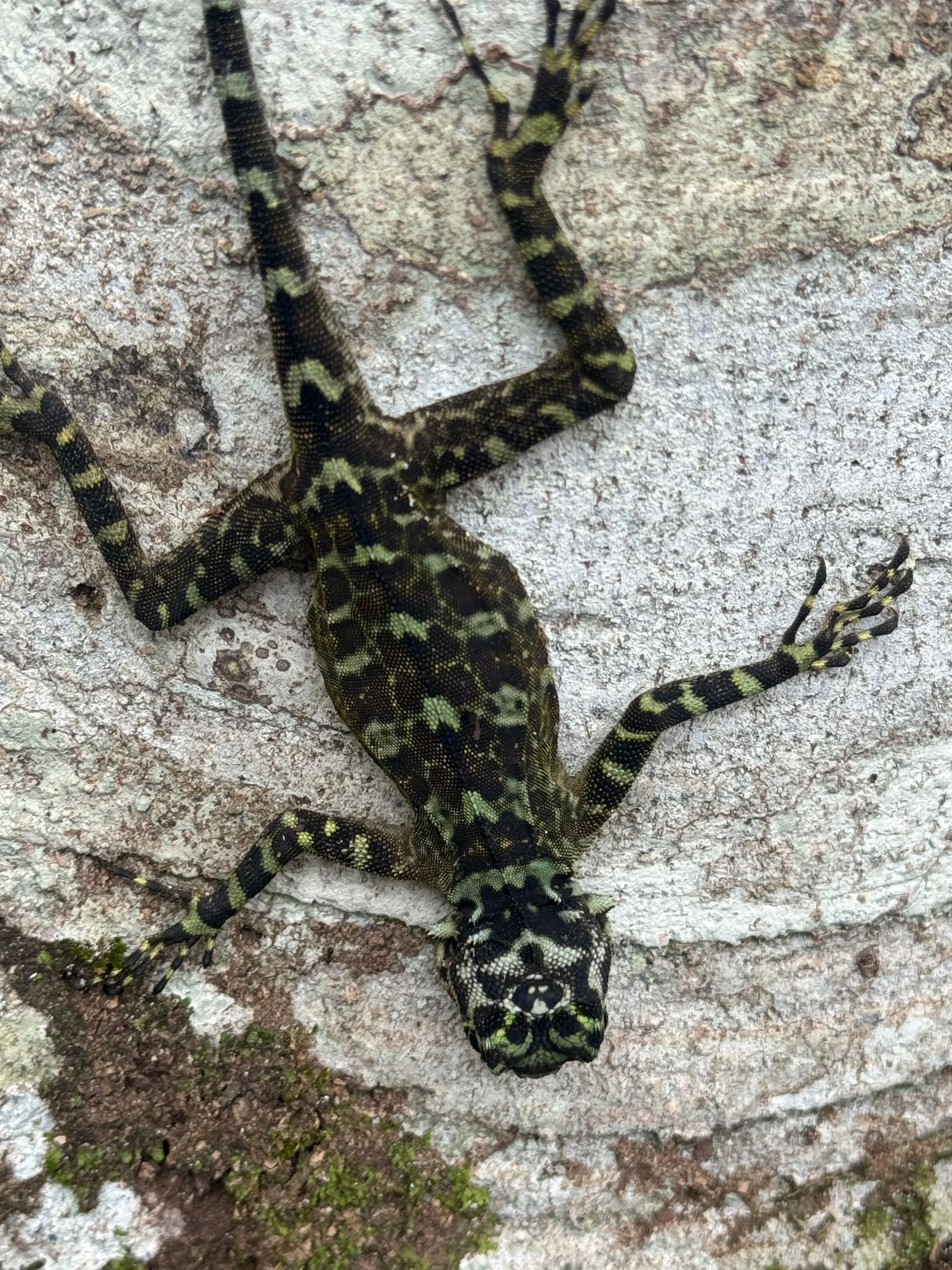Lagartija de manchas verdes y negras sobre el tronco de un árbol